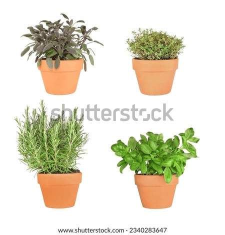 Rosemary, basil, purple sage and silver thyme herbs growing in terracotta pots over white background. From bottom right to top left.