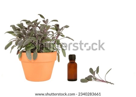 Sage herb growing in a terracotta pot with leaf sprig and brown glass aromatherapy essential oil bottle. Over white background.