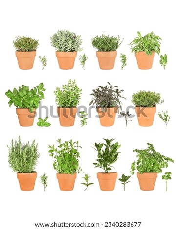 Large herb plant selection growing in terracotta pots with leaf sprigs. Rosemary, mint, bay, parsley, basil, oregano, purple sage, golden thyme, silver thyme, lavender, common thyme, variegated sage.