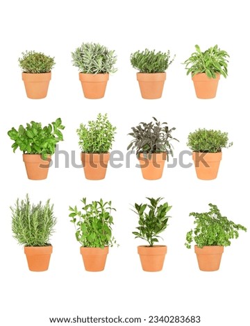 Organic herb plant selection growing in terracotta pots. Rosemary, mint, bay, parsley, basil, oregano, purple sage, golden thyme, silver thyme, lavender, garden thyme, variegated sage. Over white back