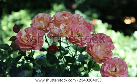 Nature picture of floral flowers
