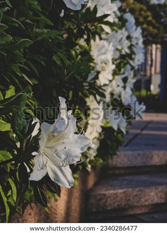 A white azalea blossom in front of a blurred background of azalea blossoms and green leaves 