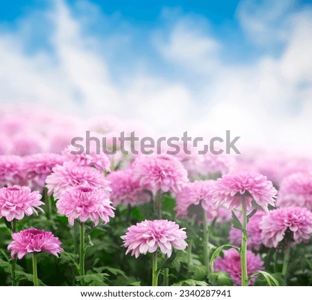 Chrysanthemum field in a morning with sky as background.