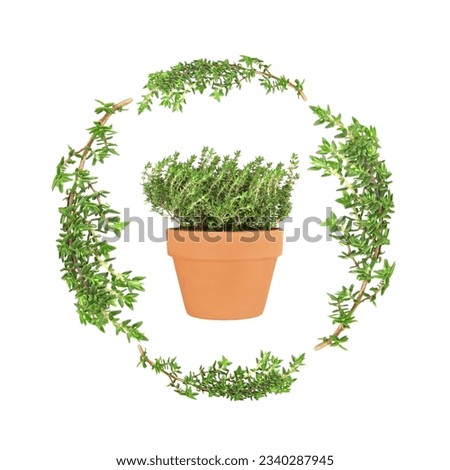 Thyme herb leaf sprigs forming a circular garland with a terracotta pot of thyme set inside, over a white background.