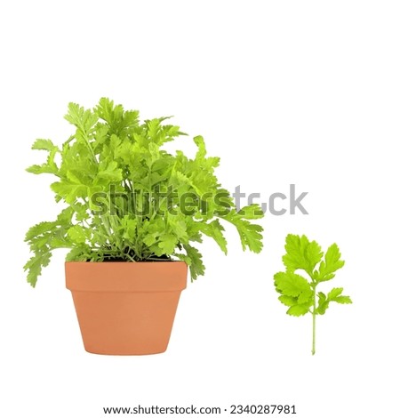 Feverfew herb growing in a terracotta pot with specimen leaf sprig, isolated over white background. Can help to ease migraines and headaches.