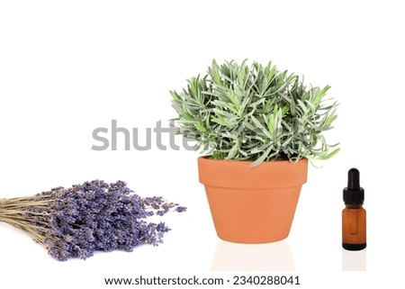 Lavender herb growing in a terracotta pot with dried flowers and aromatherapy essence dropper bottle, over white background.