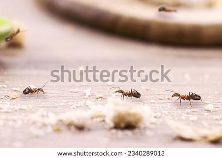 House ants, walking around the house, red ant on the floor eating dirt or sugar, insect pest problems inside the apartment