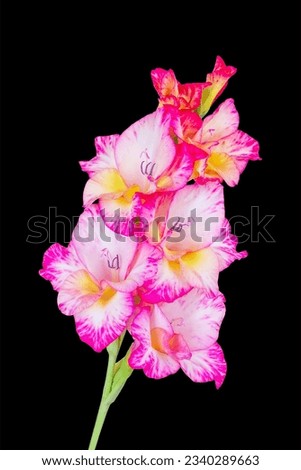 pink gladiolus flower isolated on black background close-up Royalty-Free Stock Photo #2340289663