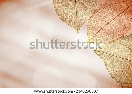 Red orange autumn skeletonized leaf on blurred background with sunlight and shadow. Beauty nature concept. Aesthetic composition of autumn leaves, closeup creative photo, fall season sunny day