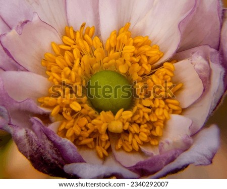 Close up of an Anemone Frilly Knickers flower head in a garden in Suffolk, UK Royalty-Free Stock Photo #2340292007