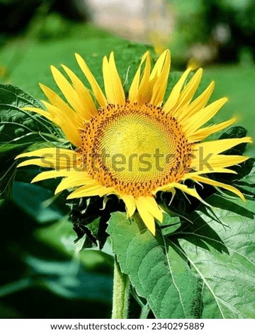 Sunflower Serenity: Embrace the Warmth and Radiance of Nature with this Captivating Sunflower Picture. The brilliant golden petals bask in the gentle sunlight illuminating space.