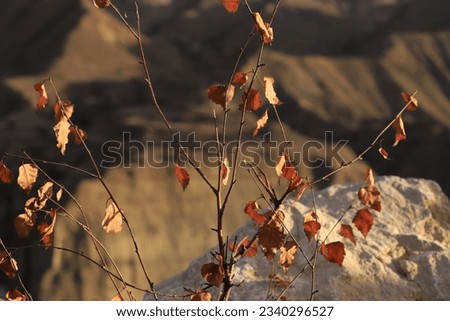 Birch branches with yellow dried leaves against a blurred background of stones and mountains illuminated by the sun.