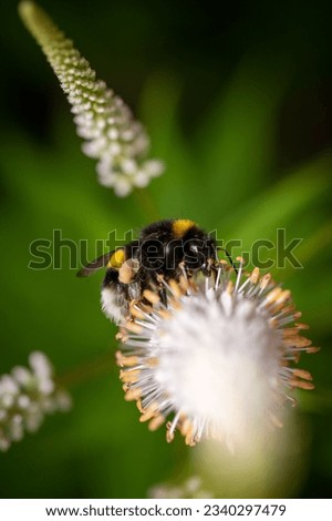 Uptop picture of bumblebee gathering pollen