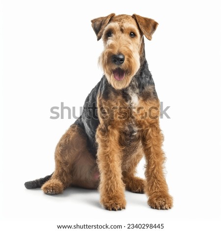 Airedale Terrier Full body facing forward clear with white background,High quality photo Royalty-Free Stock Photo #2340298445