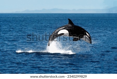 A magnificent killer whale jumping in drops of spray over the blue sea surface close-up Royalty-Free Stock Photo #2340299829