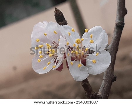 Apricot blossoms , averaging 2 to 5 centimeters in diameter, and are comprised of five broad