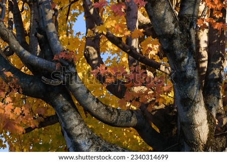 Bristol, TN, USA, Oct 23, 2022: colorful maple trees in the Autumn.