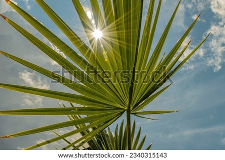 sun rays behind the palm leaf Royalty-Free Stock Photo #2340315143