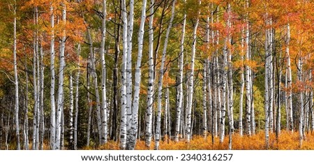 Panoramic view of Aspen trees in Utah, wasatch mountains during autumn time Royalty-Free Stock Photo #2340316257