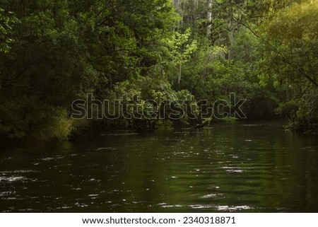 Sun streaming through the lush vegetation at Edward Ball Wakulla Springs State Park, a natural cypress swamp and deep freshwater springs.  Royalty-Free Stock Photo #2340318871