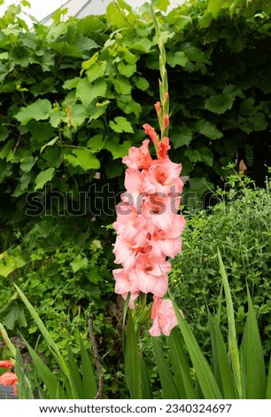 Pink gladiolus close-up in the summer garden Royalty-Free Stock Photo #2340324697
