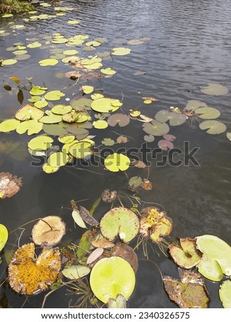 Nymphoides indica (kumudu flower) In Sri Lankan Canal 2023.07.31 | Water Snowflake | 
snowflake water lily 