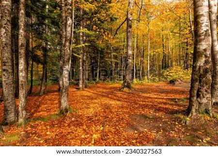Late fall. The forest glade is covered with orange and red fallen leaves. Sunlight breaks through the crowns of trees and creates a fabulously beautiful picture.
