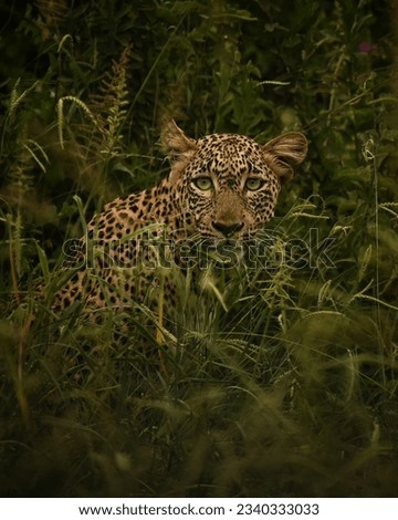 Closeup picture of a leopard in the forest