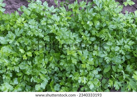 Parsley grows in the garden. Green leaves of parsley Royalty-Free Stock Photo #2340333193