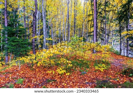 Late fall. A hill with small undergrowth in a forest clearing is covered with orange and red fallen leaves. Sunlight breaks through the crowns of trees and creates a fabulously beautiful picture.
