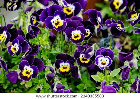 The garden pansy (Viola × wittrockiana) is a type of large-flowered hybrid plant cultivated as a garden flower