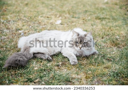 Discover the ethereal beauty of a Siberian Cat amidst nature's wonders. This magnificent white feline gracefully roams the Siberian Forest, adorned with its luxurious, fluffy fur