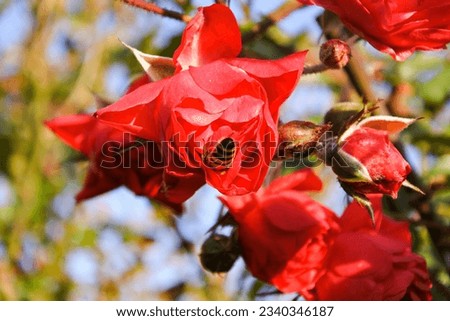 European honey bee pollinating red rose in the garden