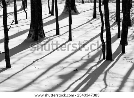 Close Up Black and White Forest Covered In Snow