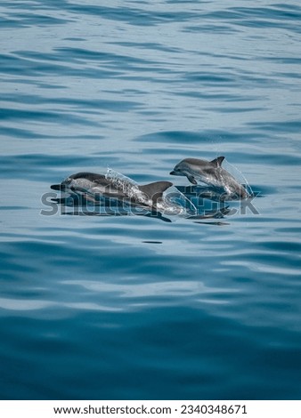 Dolphin pictures are just amazing