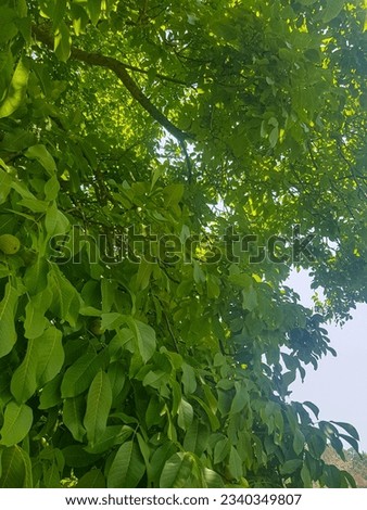 A lush walnut tree, its branches laden with green walnuts. The tree is covered in dark green leaves, and the walnuts are a bright green color. The image is full of life and abundance