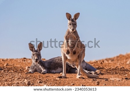 Australian Red Kangaroo's in outback New South Wales