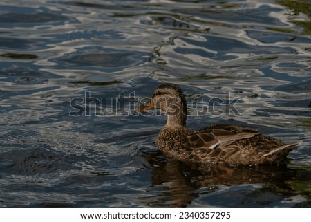 wild duck swims on the lake