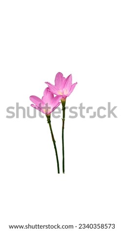 Picture of a pink flower die-cut, edited into a beautiful background image.