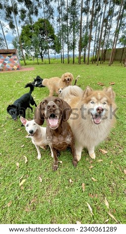 Portrait of dog pack having fun at daycare in countryside Royalty-Free Stock Photo #2340361289