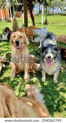 Portrait of dog pack having fun at daycare in countryside Royalty-Free Stock Photo #2340361749