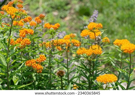 the orange butterfly weed known as Asclepias tuberosa blooms in a butterfly and insect friendly garden in the park Royalty-Free Stock Photo #2340365845