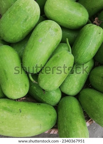 Wax gourd। Winter gourd।। Winter melon।। White gourd।। Chal Kumra।। Ash gourd।। Stock photo of wax gourd. Royalty-Free Stock Photo #2340367951