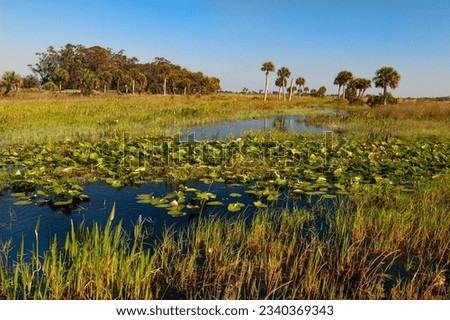 The slough at Kissimmee Prairie Preserve State Park in central Florida. The slough is a channel of water that flows through the prairie. Seasonally, its flow may be slow, stagnant, or dry. Royalty-Free Stock Photo #2340369343