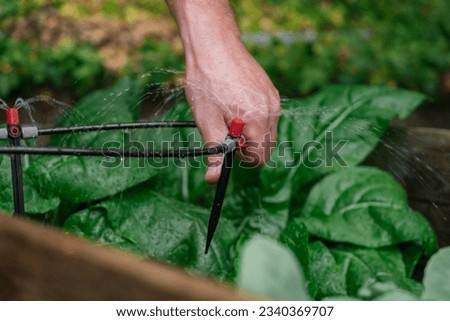 Drip irrigation installation.Drip hose and sprinkler in hands on a garden bed with green chard background. Irrigation equipment. Royalty-Free Stock Photo #2340369707