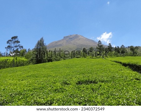 tea plantation with Mount Sindoro in the background. The photo was taken by Willem Tasiam, a marathon climber