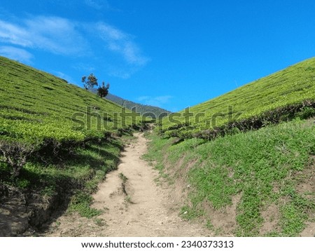 tea plantation on mount cikuray. The photo was taken by Willem Tasiam, a marathon climber