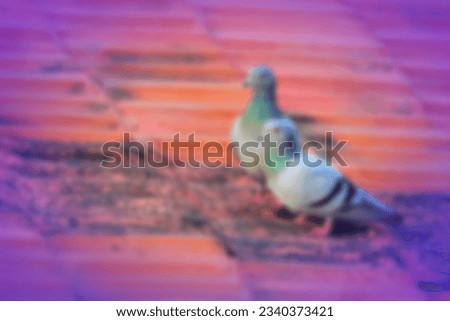 Birds abstract background. Defocus blurred background of the birds