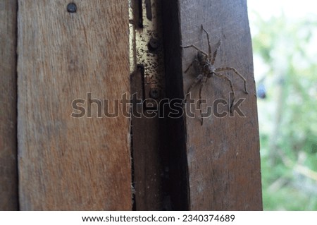black spider on the door