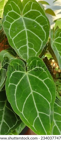 Explore Anthurium Crystallinum, a stunning plant with velvety dark green leaves and prominent white veins. Ideal stock photo for projects on exotic plants and botanical beauty."